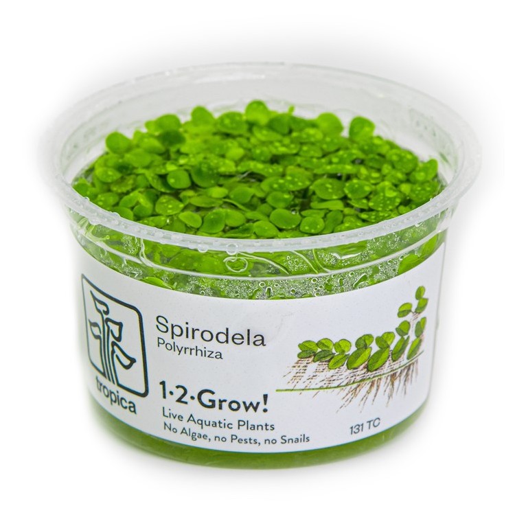 Planta acvariu plutitoare Spirodela polyrrhiza in-vitro Tropica - imagine 6